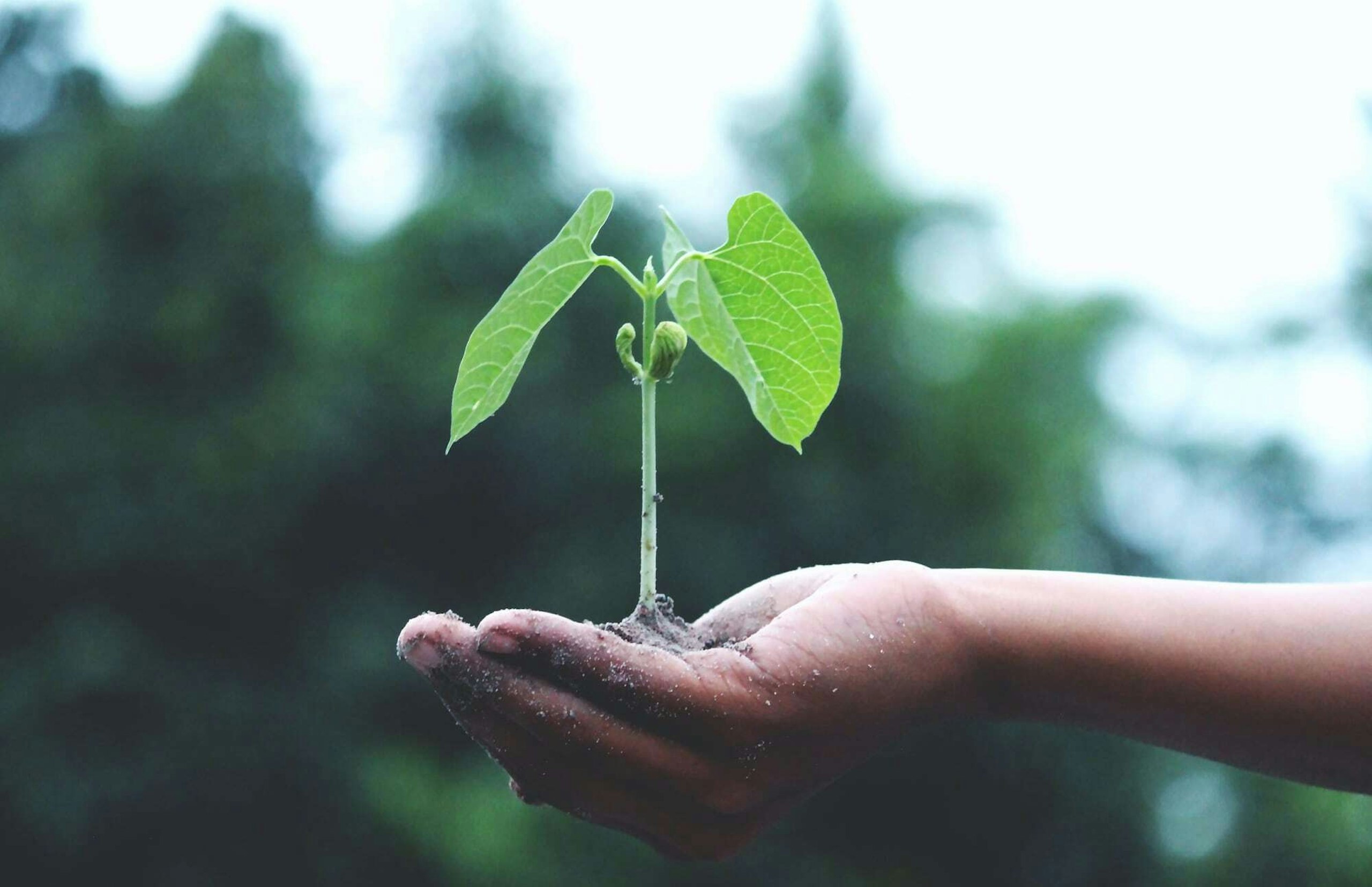 CSR Consulting